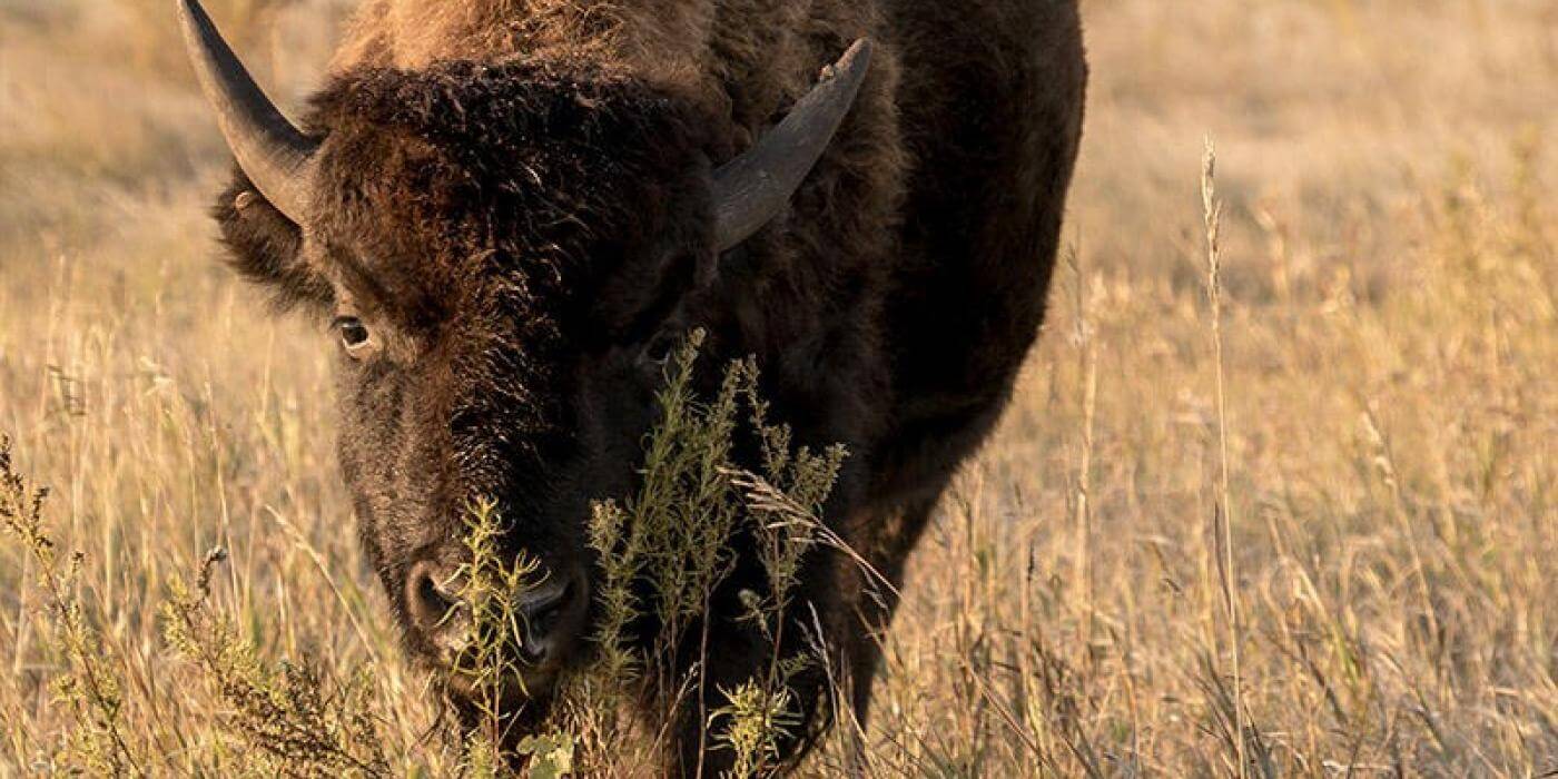 Manitoba bison