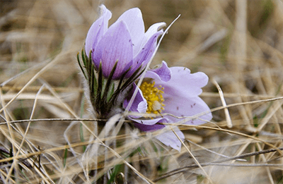 prairie crocus